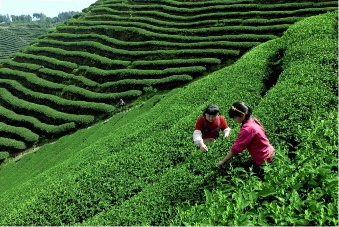 喝不起的明前茶，上不了IPO的茶企