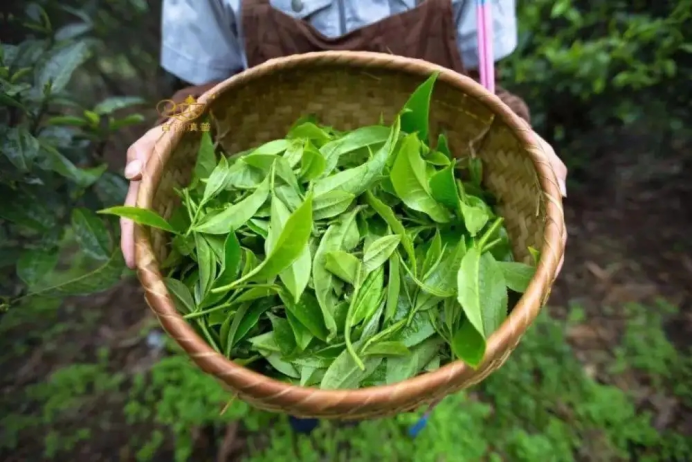 喝不起的明前茶，上不了IPO的茶企