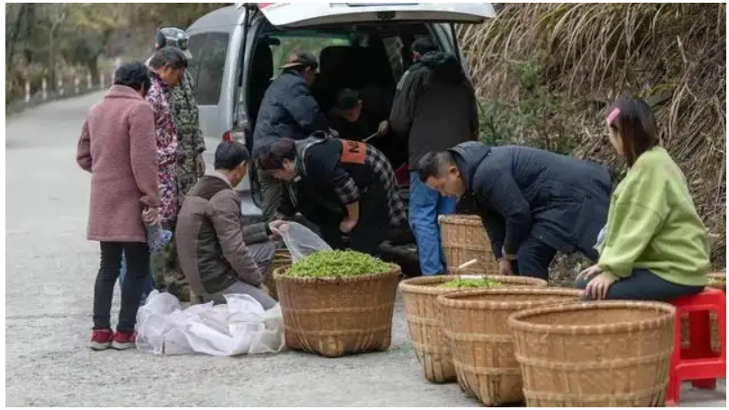 喝不起的明前茶，上不了IPO的茶企