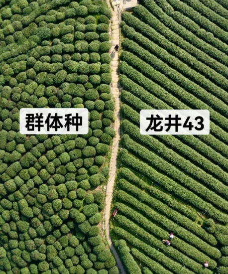 喝不起的明前茶，上不了IPO的茶企