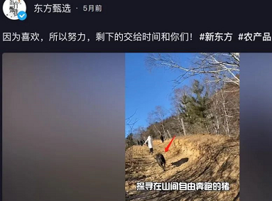 “卖玉米把人讲哭”的新东方直播，希望别是一场短暂的爽剧