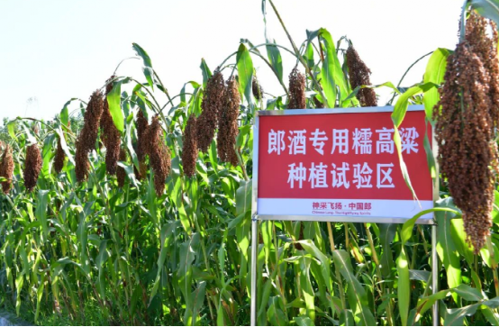 高质量酿酒原粮如何“养成”?