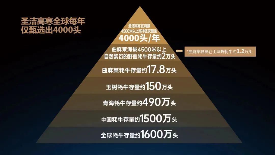 源自海拔4500米高净区,圣洁高寒打造中国原种高端牛肉品牌!