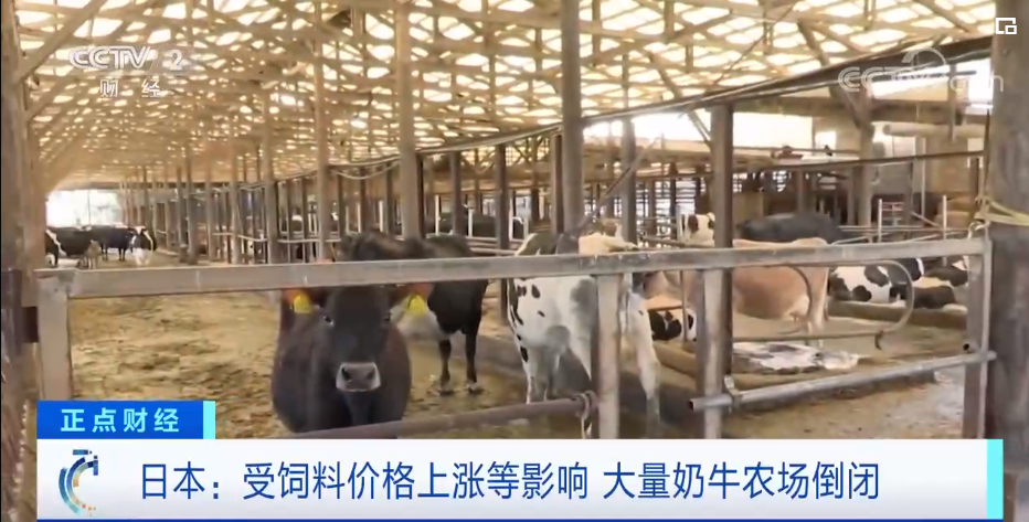 日本大量奶牛场倒闭，出啥事了？