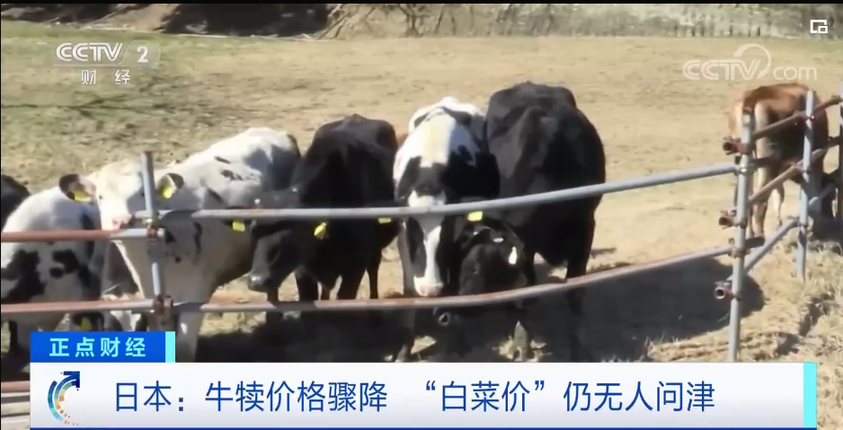日本大量奶牛场倒闭，出啥事了？