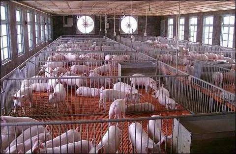 官宣跨界养猪已半年,克明食品如今成效如何?
