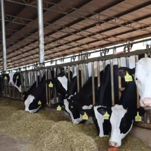 奶牛养殖巨头大面积亏损，增收不增利！