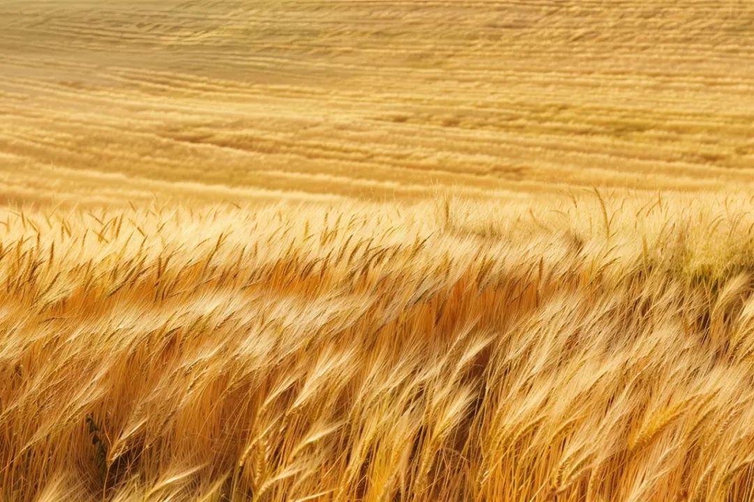 从挂面、面粉到方便面巨头,河北三草根的百亿财富之路