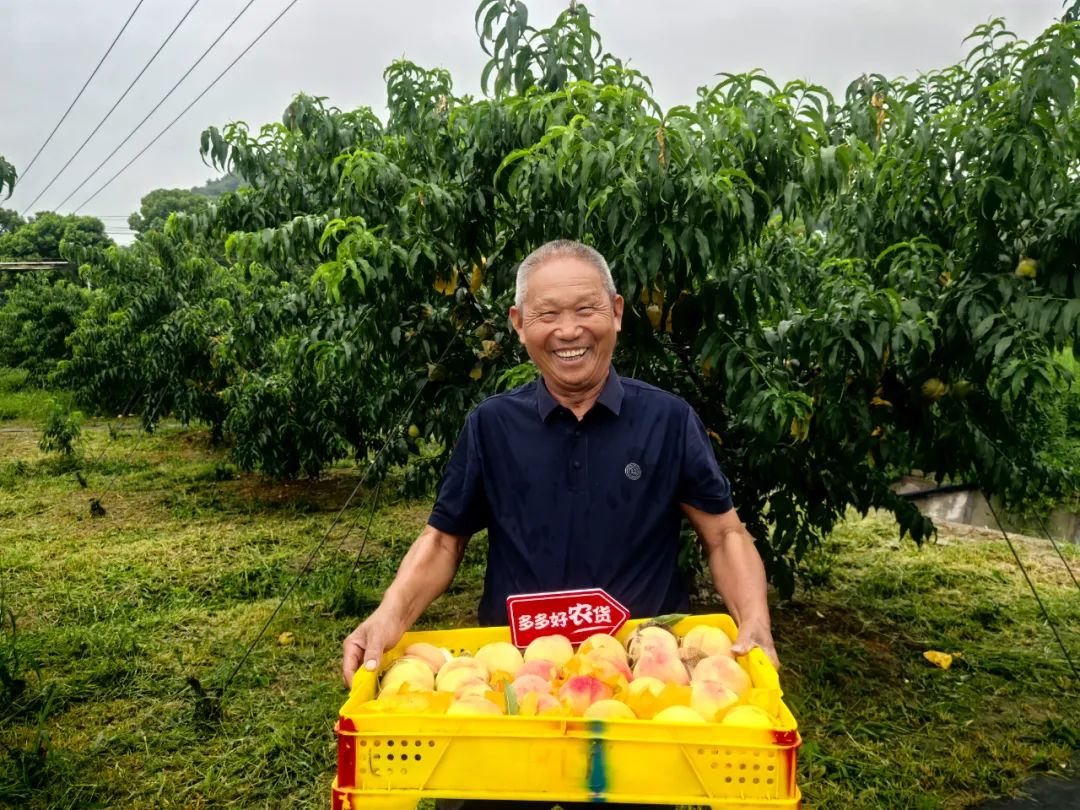 投入百亿扶持新质商家，拼多多发布Q2财报，坚定走高质量发展之路