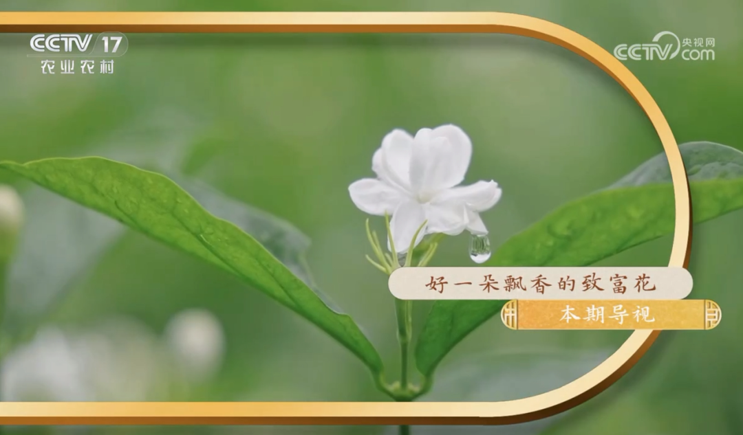 硬核助农又添新样本,官媒密集报道农夫山泉有何深意?