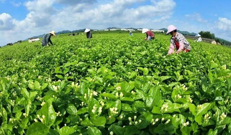 硬核助农又添新样本,官媒密集报道农夫山泉有何深意?