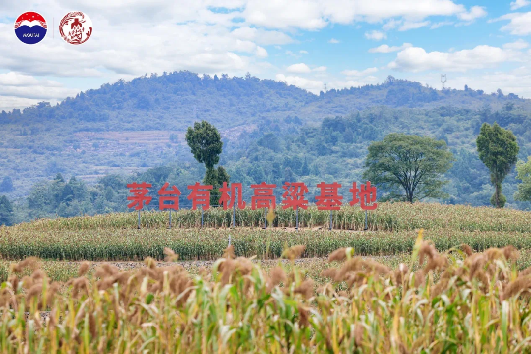 从“第一生产车间”读懂茅台