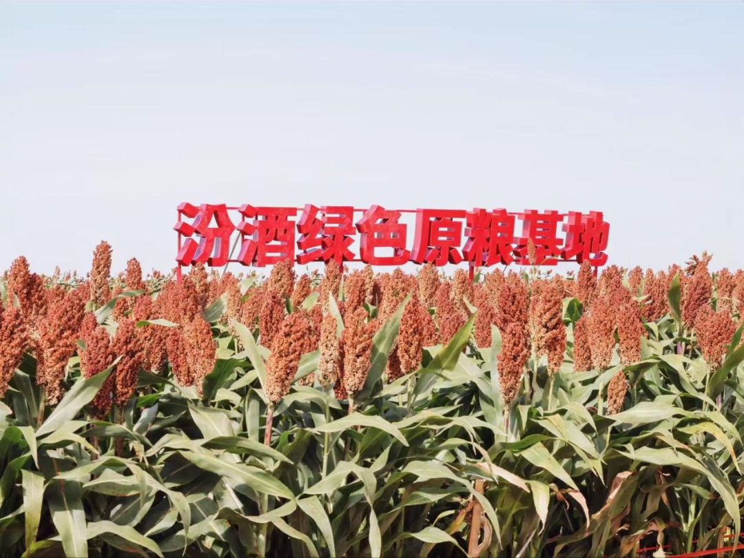 耗时五年，汾酒开凿了一条“护城河”