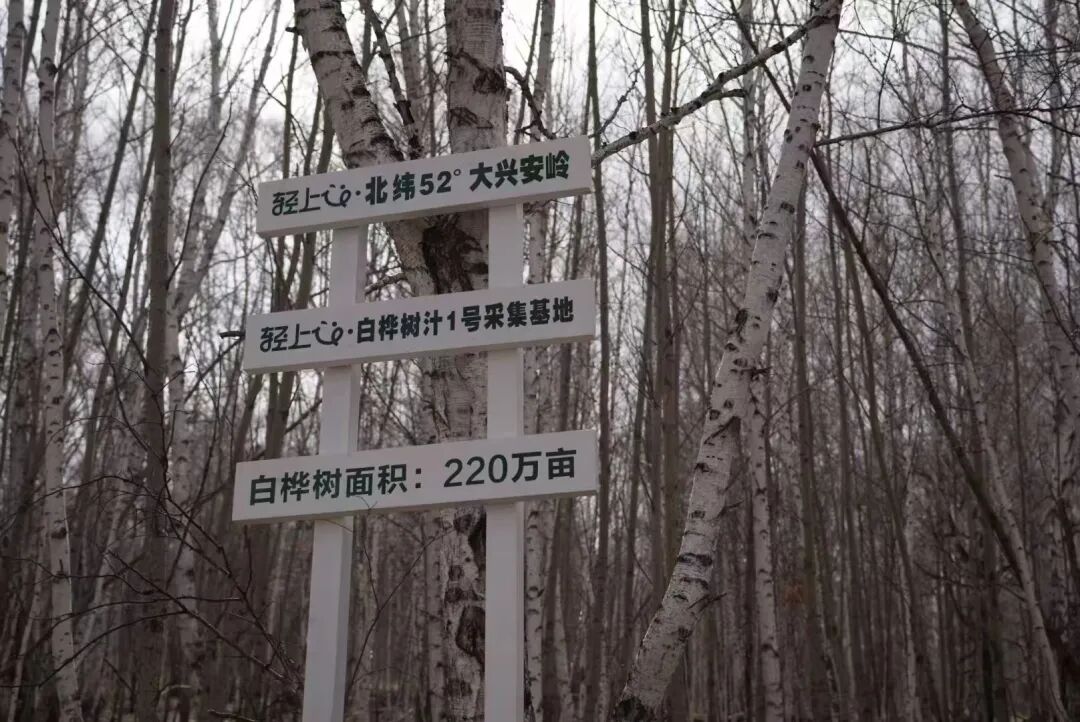 半年破12亿,被农夫、汇源看好的白桦树汁要走长期主义路线?
