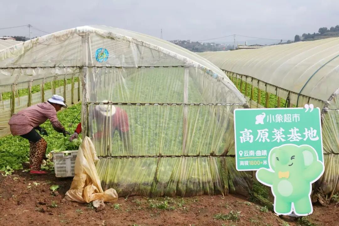 小象超市硬磕“南菜北运”:一场高原“锁鲜人”的千里奔袭