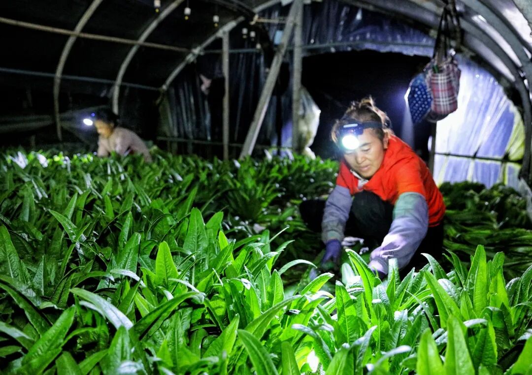 小象超市硬磕“南菜北运”：一场高原“锁鲜人”的千里奔袭