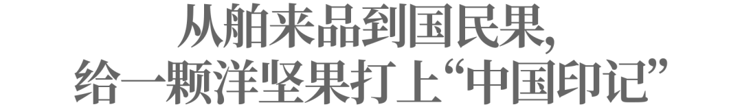 跟着央视新闻寻味云南:良品铺子解锁中国坚果的 “大” 门道