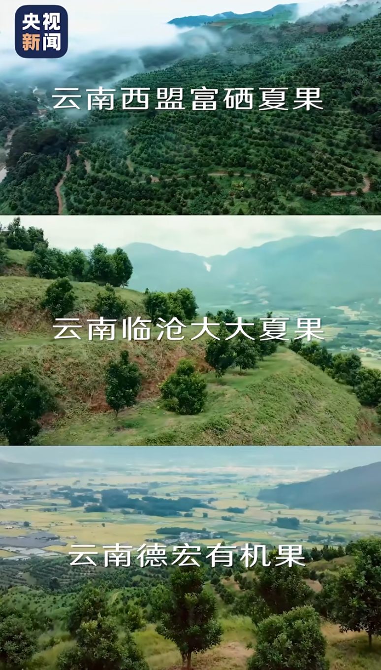 跟着央视新闻寻味云南:良品铺子解锁中国坚果的 “大” 门道