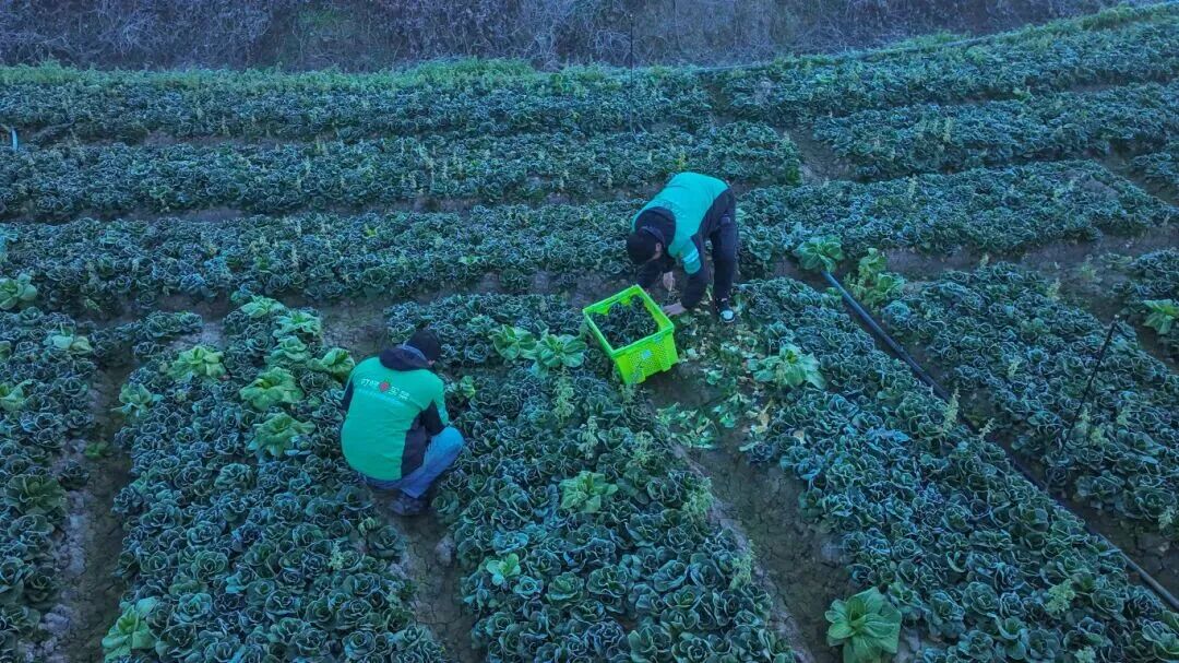翻山越岭的叮咚买菜,成了“卖菜尖子生”