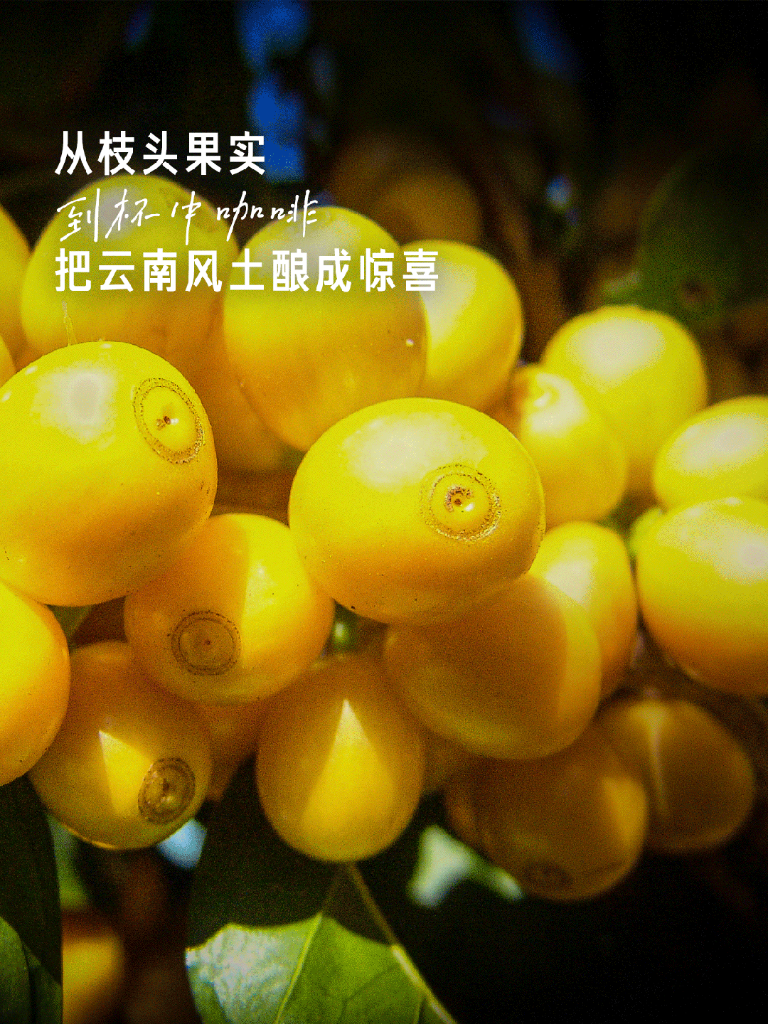 当普洱的咖啡红了