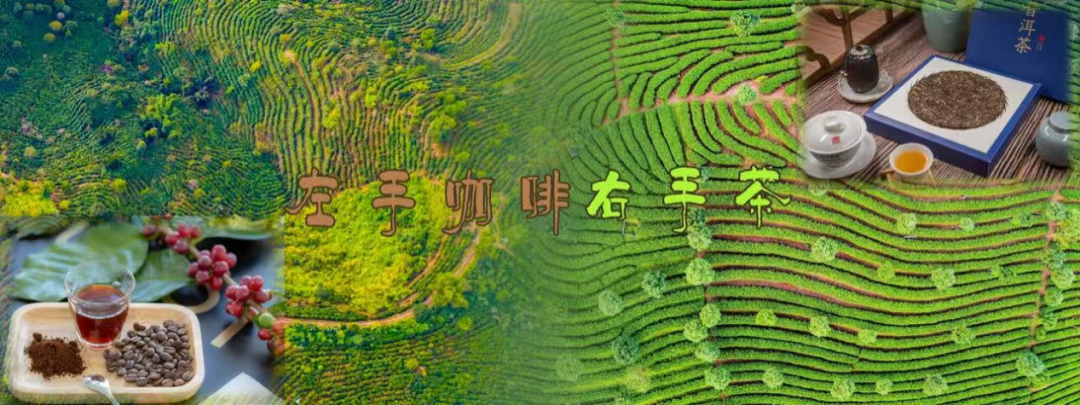 复盘2025:伯爵咖啡以多维进击交出的年度韧性答卷
