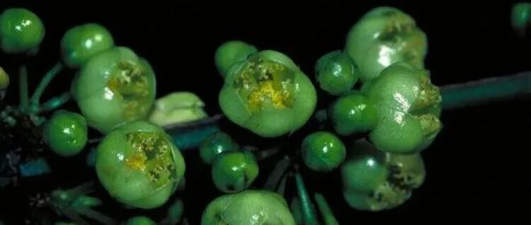 藤黄属植物新发现！这种成分抗炎效果媲美地塞米松