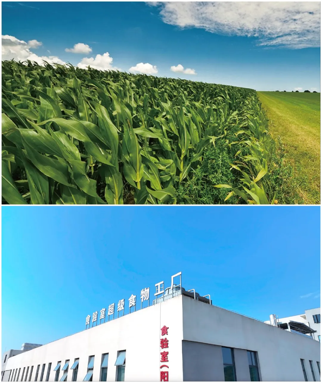 专访食验室孙思达：2026目标8个亿，玉米片撕开薯片市场缺口！