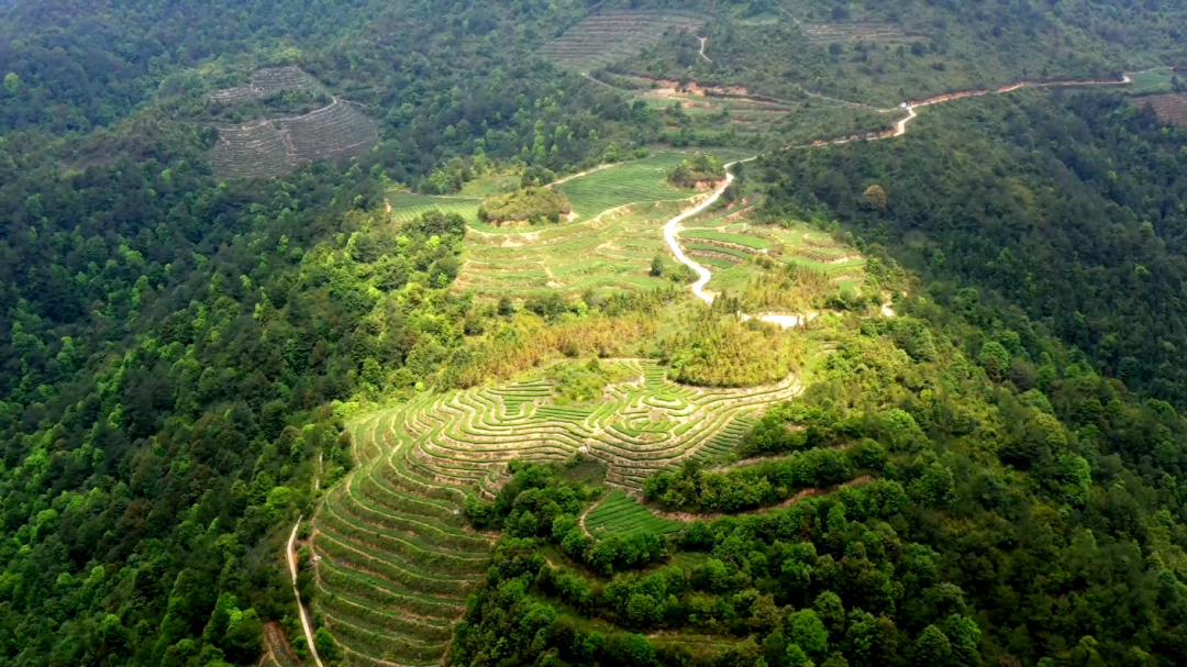 茶的传人亮相浦东机场!锚定高净值人群,重构即饮茶行业新标杆