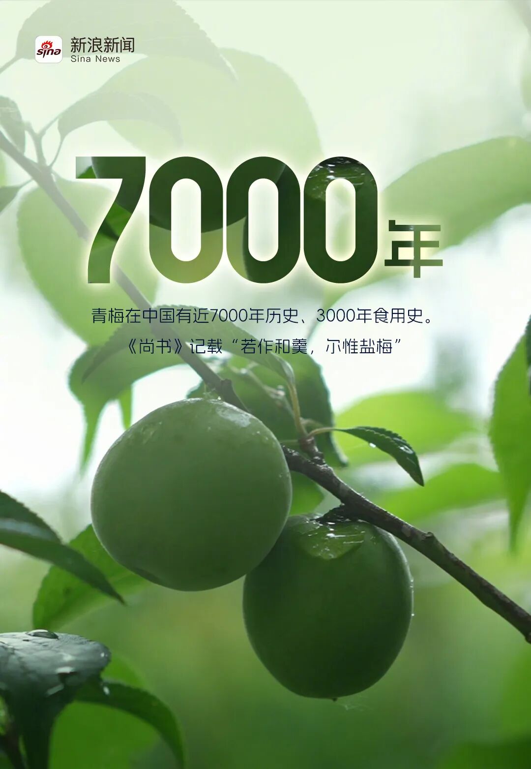 溜溜梅打破青梅的品类天花板，新晋港股消费“超购王”靠什么续航？