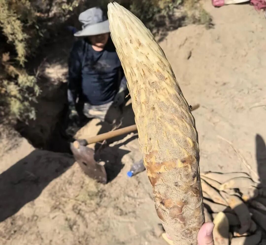 十年两获国家科技奖,劲牌科研长跑的三重价值