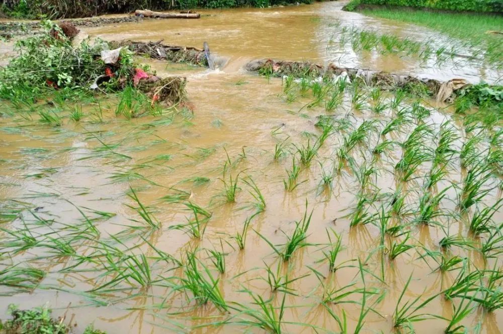 特大暴雨中的河南,农作物受灾情况如何?