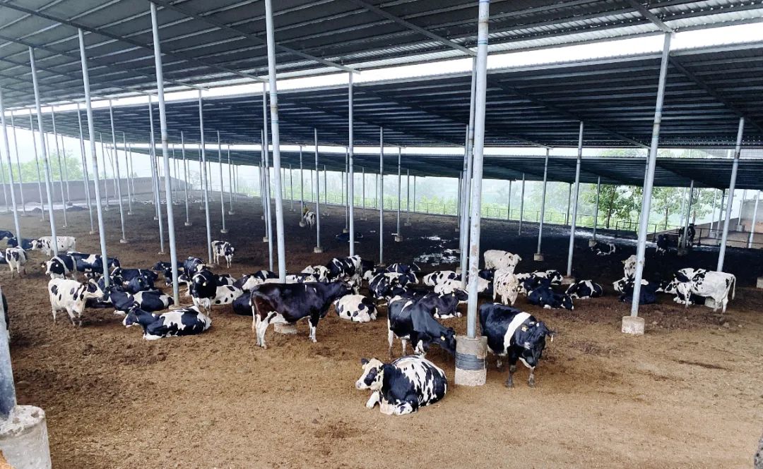 【河南纪实】山顶上的牛场:风吹雨打,依然矗立在那里
