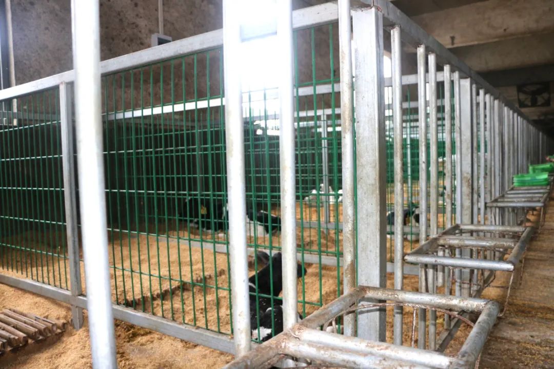 【河南纪实】山顶上的牛场:风吹雨打,依然矗立在那里