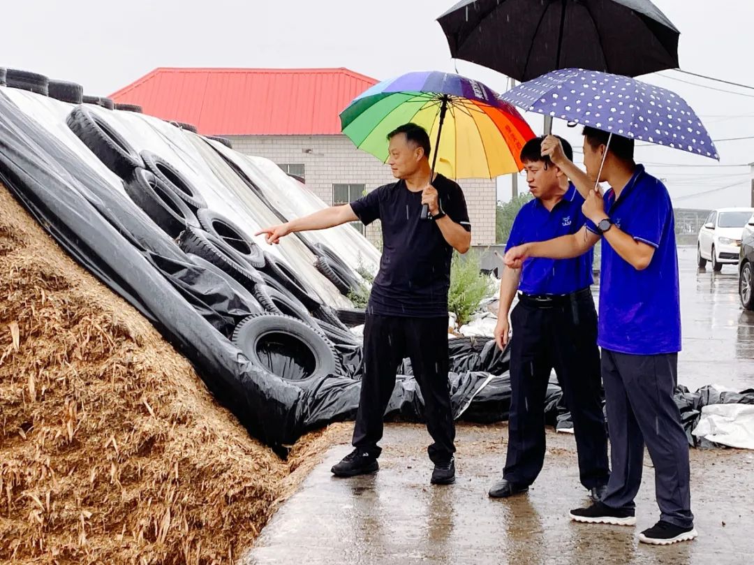 【河南纪实】山顶上的牛场:风吹雨打,依然矗立在那里