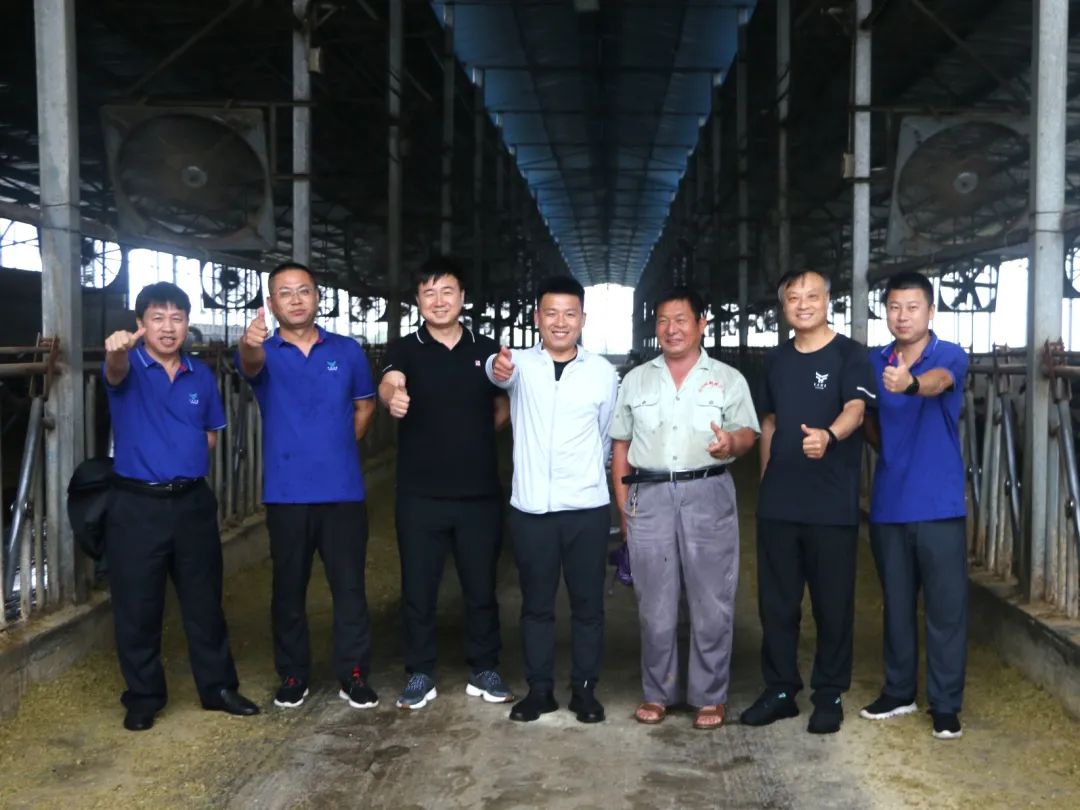 【河南纪实】山顶上的牛场:风吹雨打,依然矗立在那里