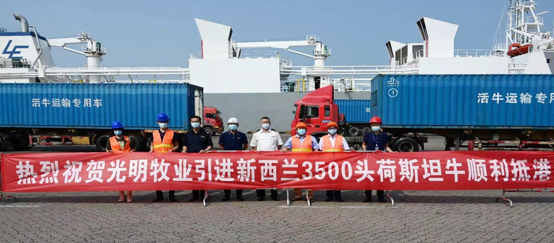 光明牧业进口3500头新西兰荷斯坦奶牛顺利抵港放行