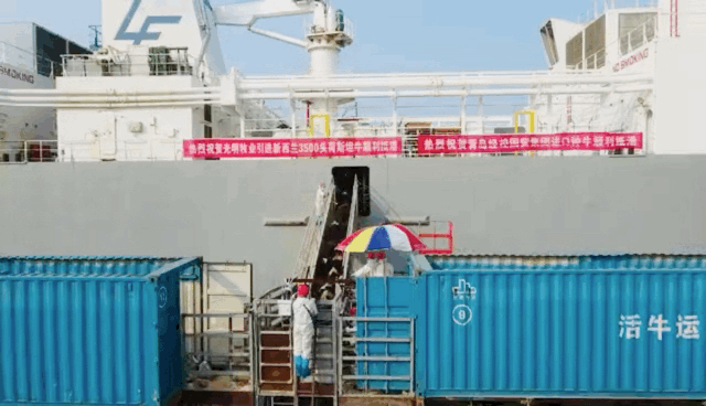 光明牧业进口3500头新西兰荷斯坦奶牛顺利抵港放行