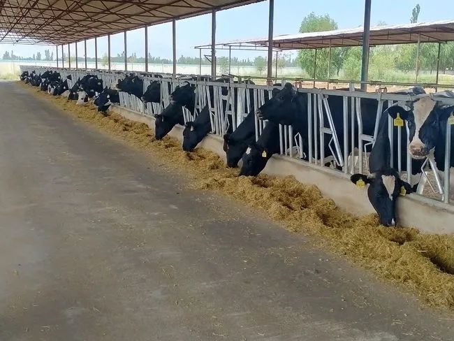 广宇黄河乳业：推出3年奶牛存栏3000头建设目标！