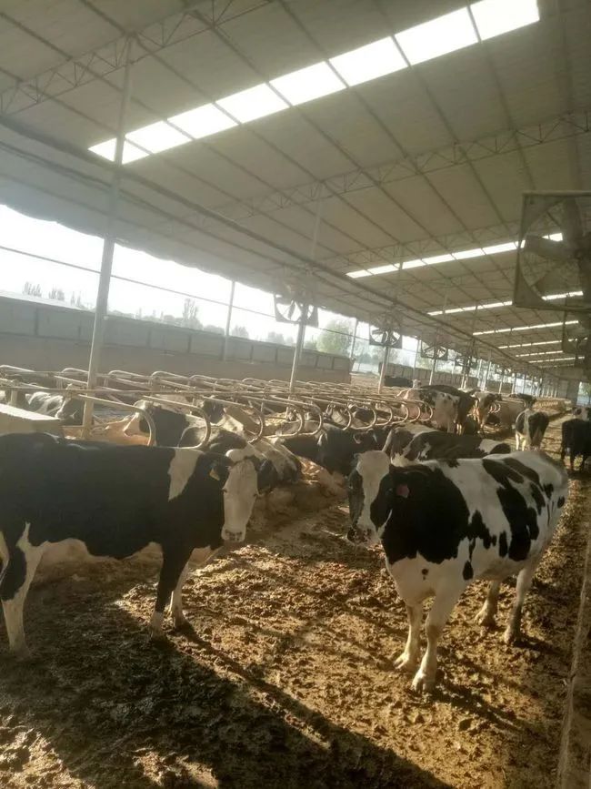 广宇黄河乳业：推出3年奶牛存栏3000头建设目标！