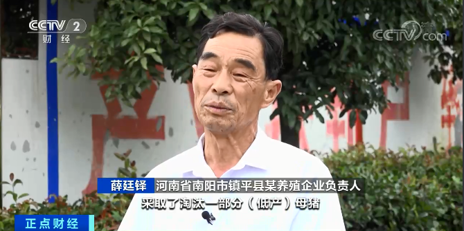 出栏一头肥猪,亏43元!价格腰斩,销量一直下降