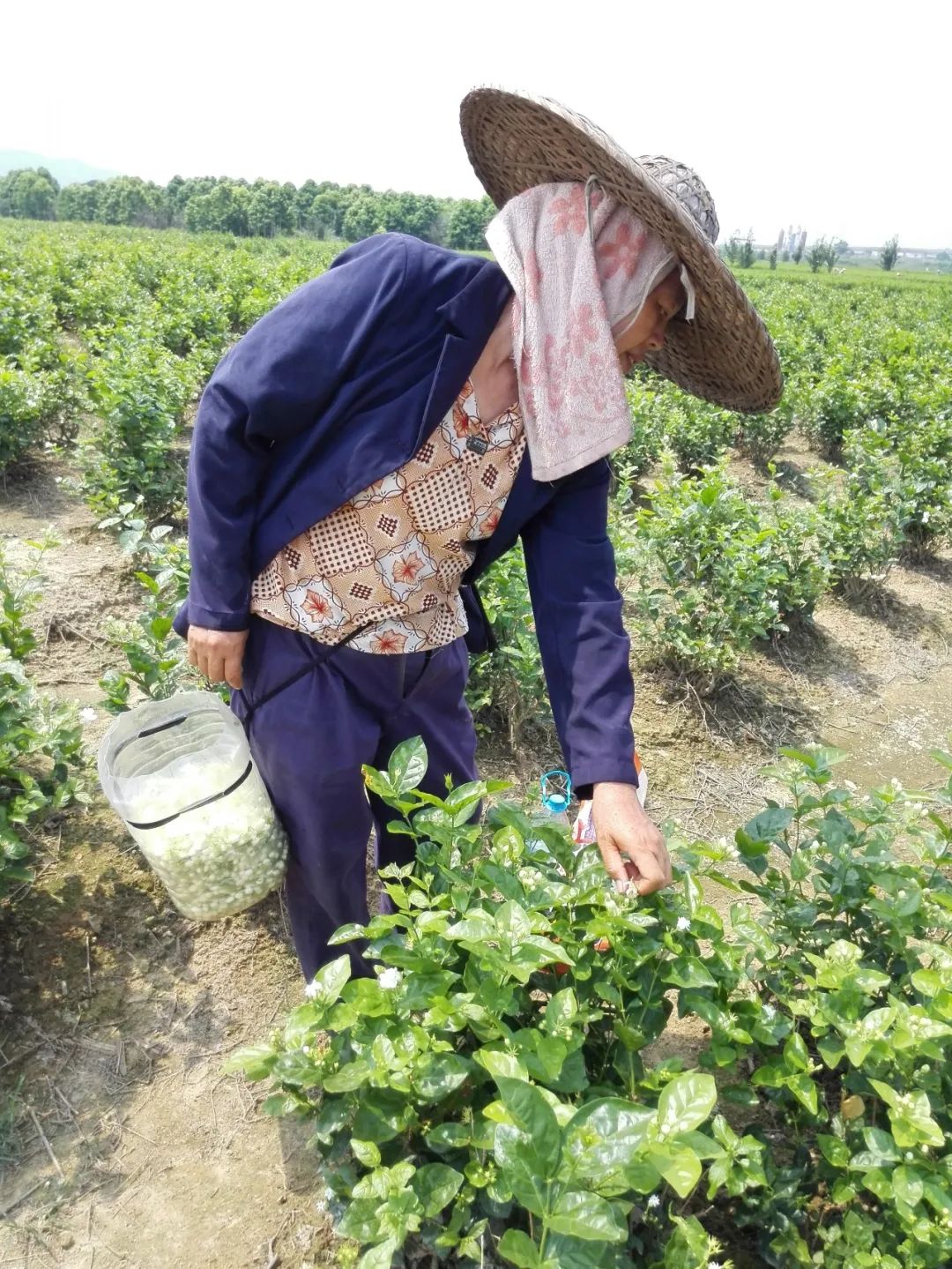 福州茉莉花茶的产业突围