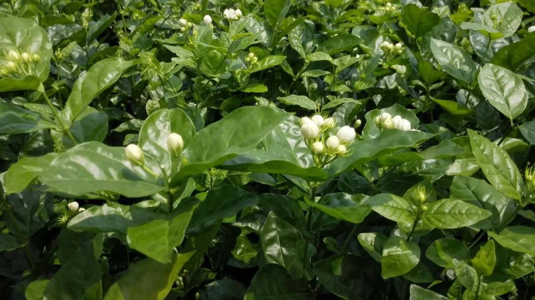 福州茉莉花茶的产业突围