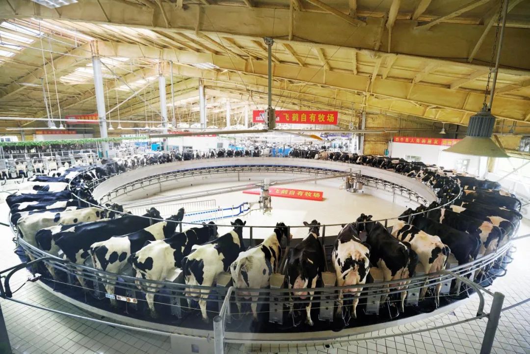 飞鹤冷友斌:乳业想做好,必须老老实实打好基础!
