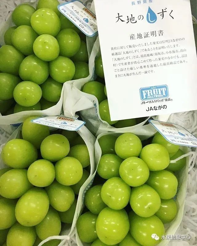 “阳光玫瑰”跌落神坛,值得每一位农业人深思!