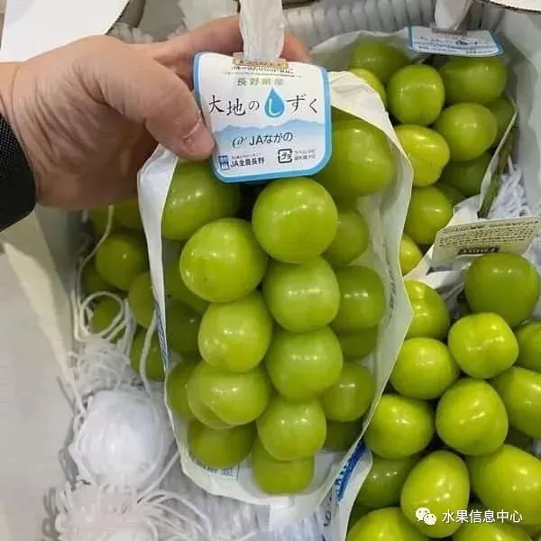 “阳光玫瑰”跌落神坛,值得每一位农业人深思!