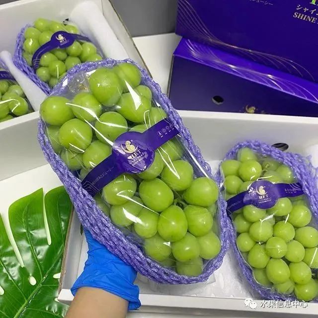 “阳光玫瑰”跌落神坛,值得每一位农业人深思!
