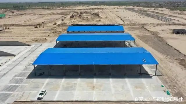将引进奶牛5000头!新疆巴楚县全面启动奶业振兴行动