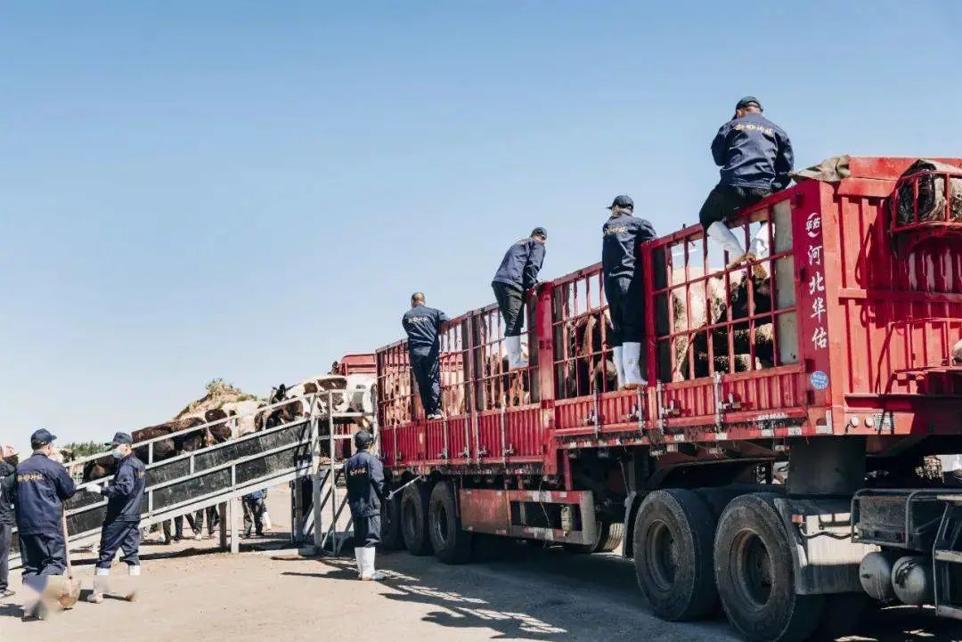 内蒙古新牛:3500头荷斯坦乳牛抵达甘旗卡镇养殖基地