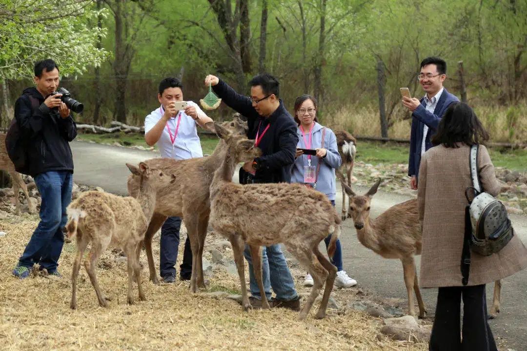 兴安盟：邂逅北纬46度的纯净画卷