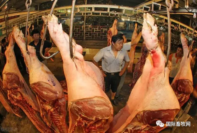 17省展开猪肉收储 ,全国一轮收储量不足消费量的0.4%